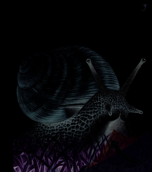 Video L'escargot COLLECTIFS JEUN