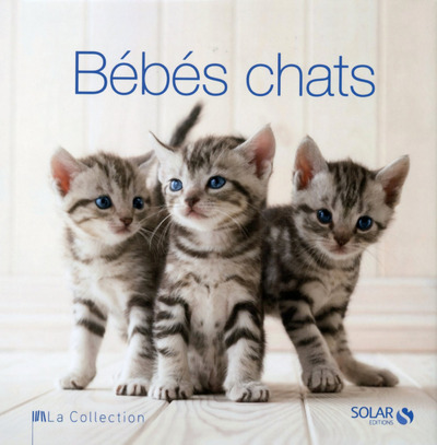Knjiga Bébés chats - la collection Rita Mabel Schiavo