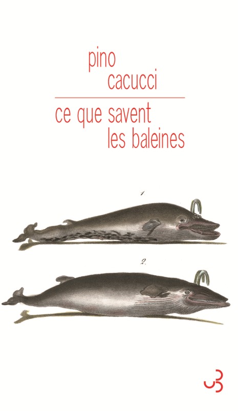 Book Ce que savent les baleines Cacucci