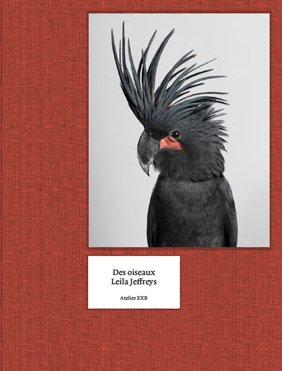 Kniha Des oiseaux - Leila Jeffreys Leila Jeffreys
