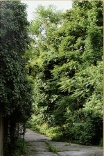 Carte Ailanthus altissima Simon Boudvin