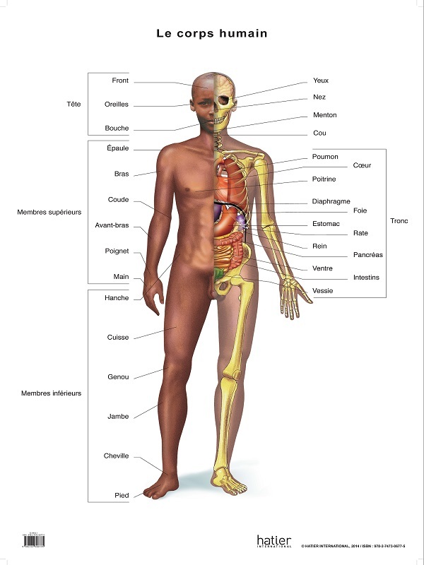 Tiskovina Planche de sciences recto squelette verso corps humain et organes 