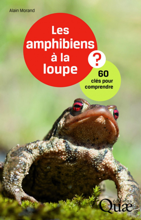 Kniha Les amphibiens à la loupe ? Morand