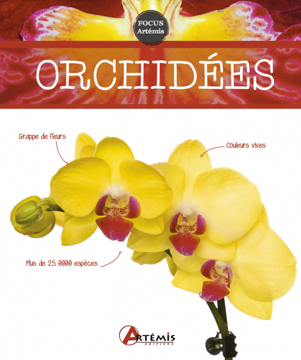 Libro Orchidées Koenig