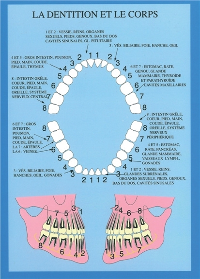 Knjiga Planche Dentition et le corps 
