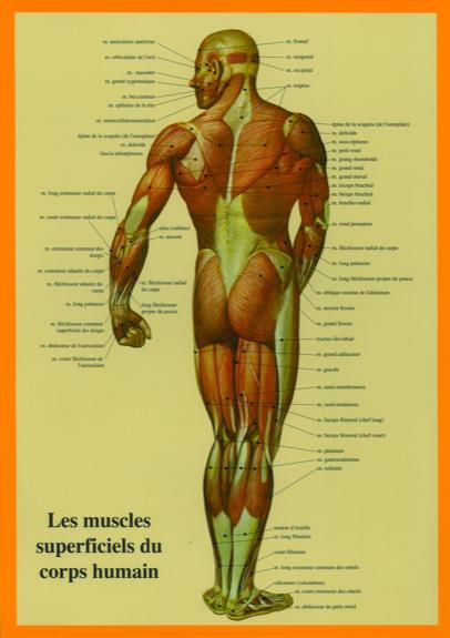 Drucksachen Muscles du corps humain 
