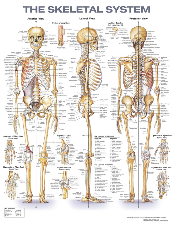 Drukwerk Skeletal System Anatomical Chart ACC