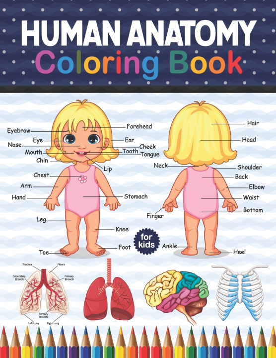 Knjiga Human Anatomy Coloring Book For Kids Publication Shirkaylene Publication