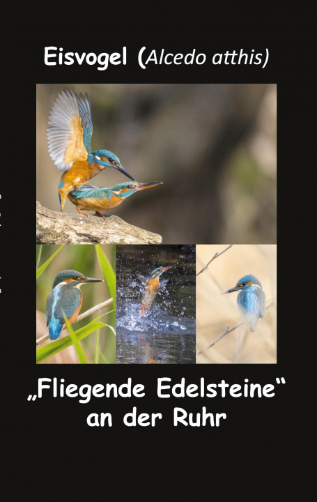 Carte Eisvogel (Alcedo atthis) 