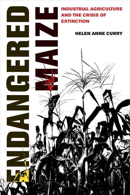Knjiga Endangered Maize Helen Anne Curry