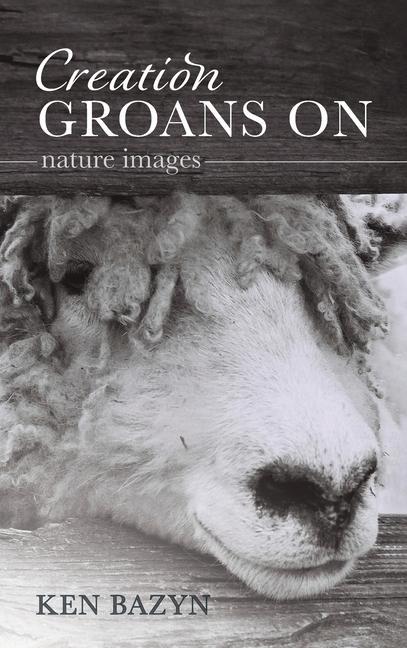 Buch Creation Groans on Ken Bazyn