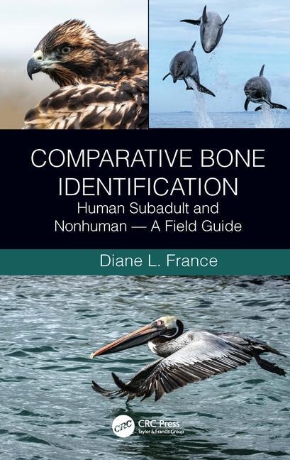 Kniha Comparative Bone Identification France