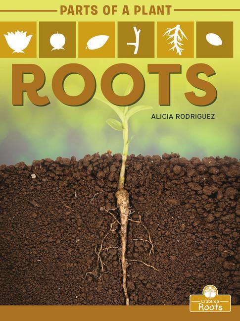 Carte Roots Alicia Rodriguez