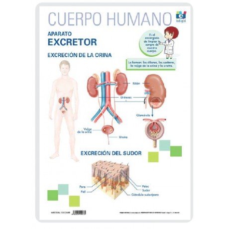 Knjiga LAMINA A3 PRIMARIA APARATO EXCRETOR (42X29) 