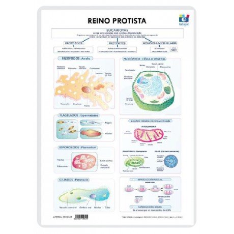 Carte LAMINA A3 PRIMARIA REINO PROTISTA (42X29) CLAS.SERES VIVOS 