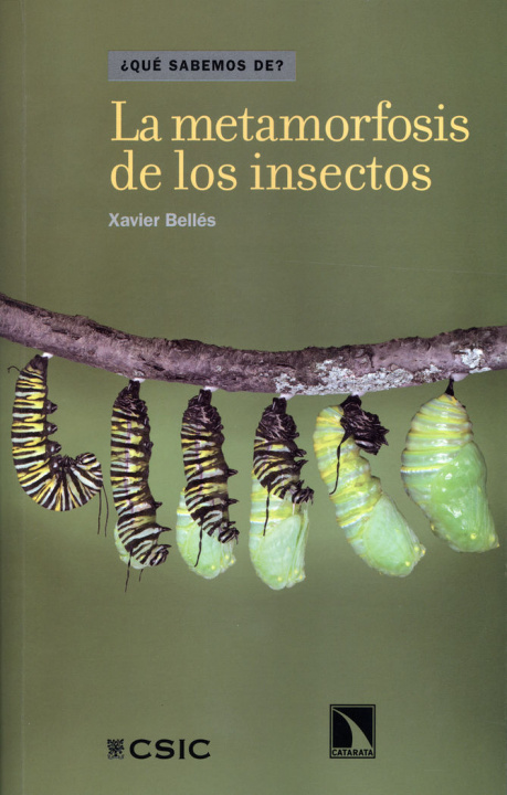Könyv La metamorfosis de los insectos Bellés i Ros