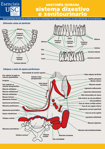 Carte Anatomía humana Rodríguez Fernández