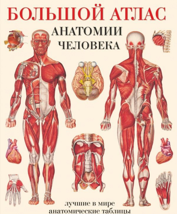 Buch Большой атлас анатомии человека. Системы и органы 