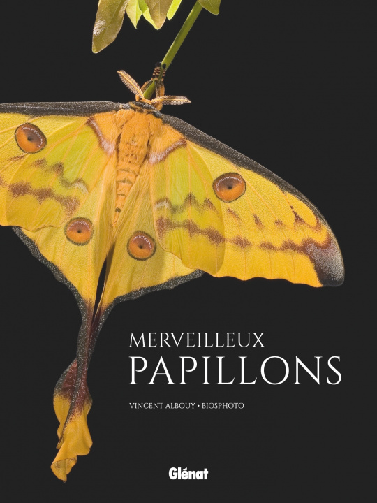 Kniha Merveilleux papillons Vincent Albouy
