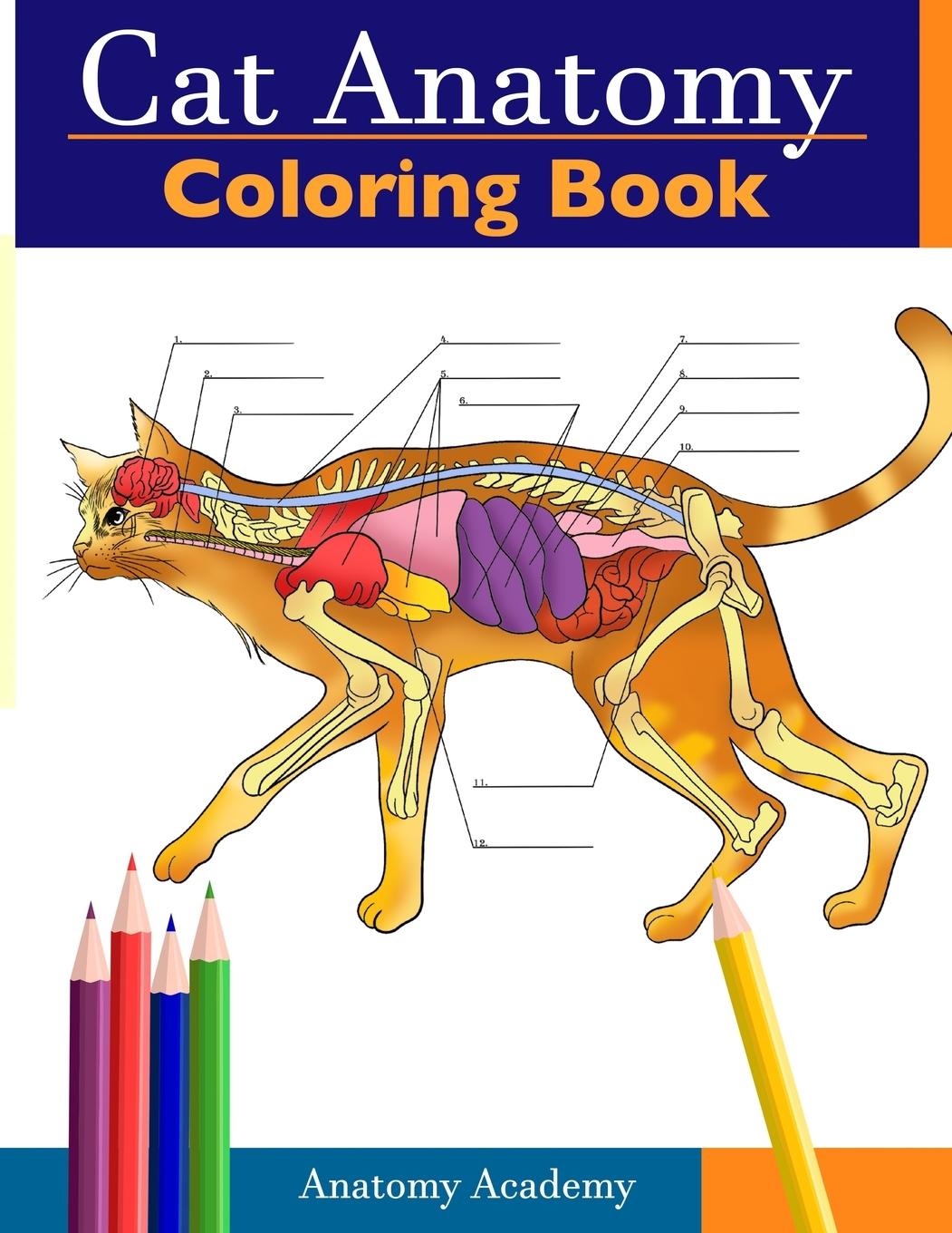 Książka Cat Anatomy Coloring Book 