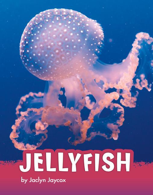 Könyv Jellyfish 