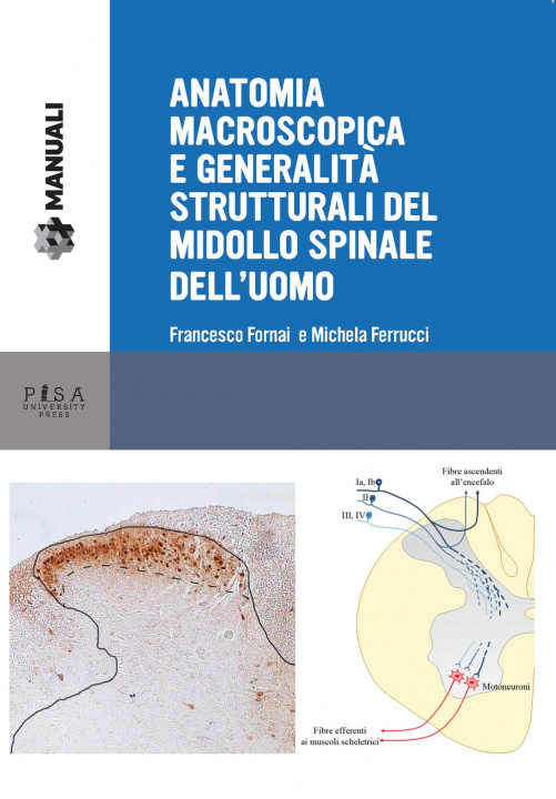 Könyv Anatomia funzionale del midollo spinale e delle sue vie sensitive e motorie Francesco Fornai