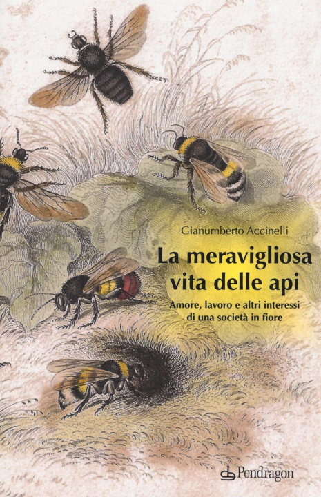 Kniha meravigliosa vita delle api. Amore, lavoro e altri interessi di una società in fiore Gianumberto Accinelli