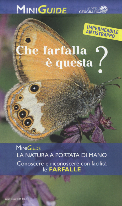 Knjiga Che farfalla è questa? 