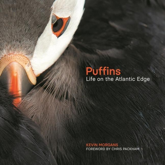 Książka Puffins 