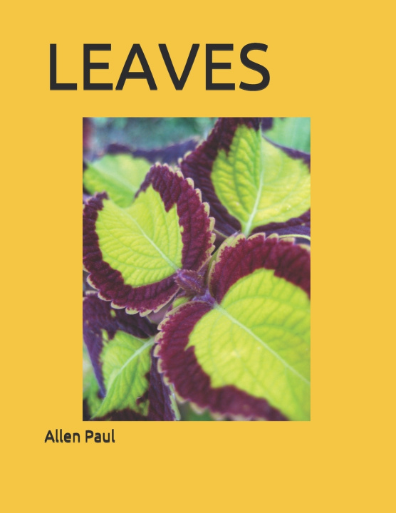 Boek Leaves Paul Allen Paul