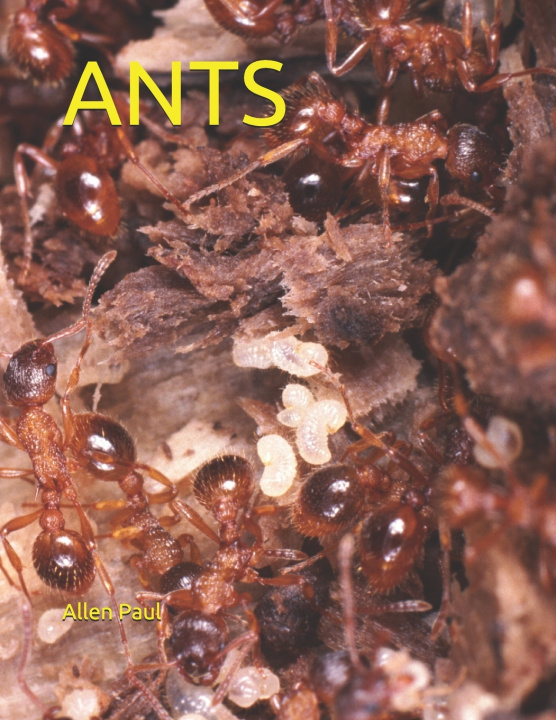 Boek Ants Paul Allen Paul