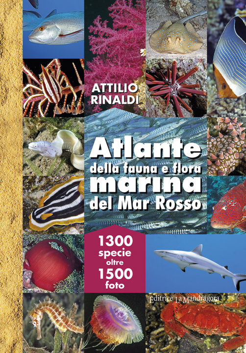 Carte Atlante della fauna e flora marina del Mar Rosso Attilio Rinaldi