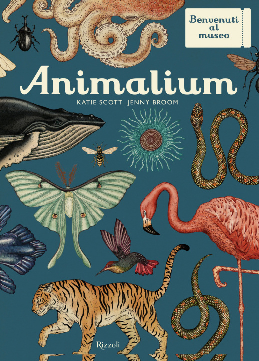 Kniha Animalium. Il grande museo degli animali Katie Scott