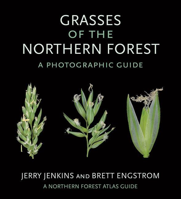 Kniha Grasses of the Northern Forest Brett Engstrom