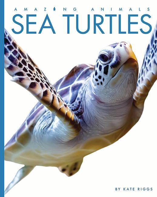 Könyv Sea Turtles 