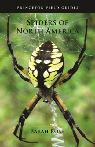 Kniha Spiders of North America Sarah Rose