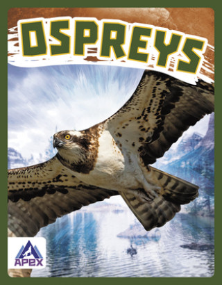 Book Birds of Prey: Ospreys Connor Stratton