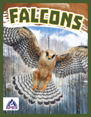 Book Birds of Prey: Falcons Connor Stratton