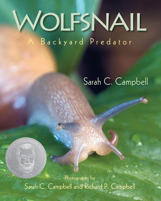 Knjiga Wolfsnail: A Backyard Predator Sarah C. Campbell