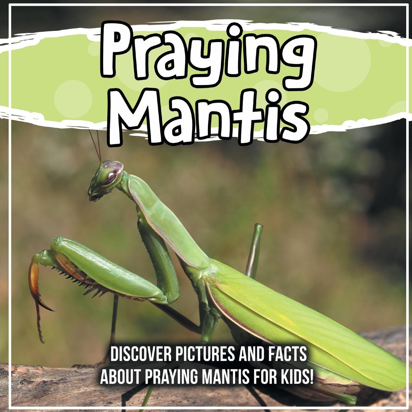 Buch Praying Mantis 