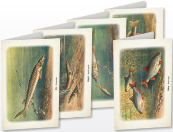 Hra/Hračka Kunstklappkarten "Süßwasserfische" Quelle & Meyer Verlag