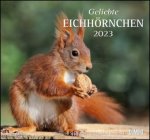 Kalendář/Diář Geliebte Eichhörnchen 2023 - DuMont Wandkalender 