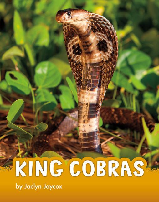 Buch King Cobras Jaycox