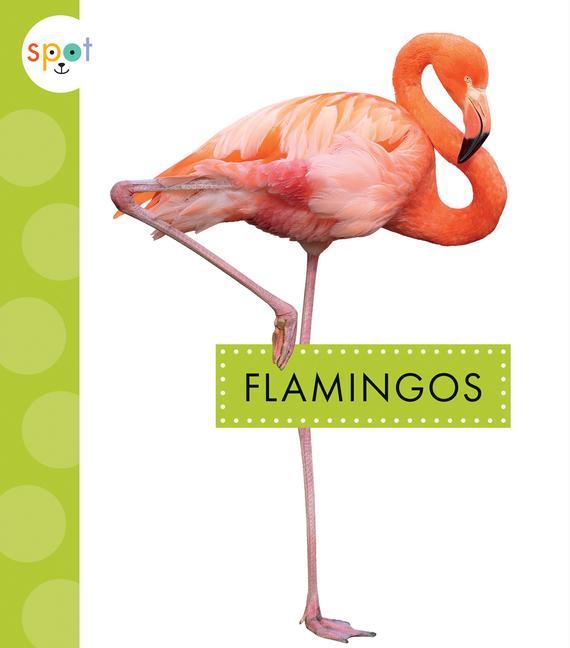 Knjiga Flamingos Amstutz