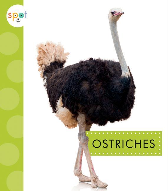 Könyv Ostriches 