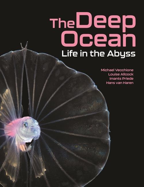Kniha Deep Ocean Louise Allcock