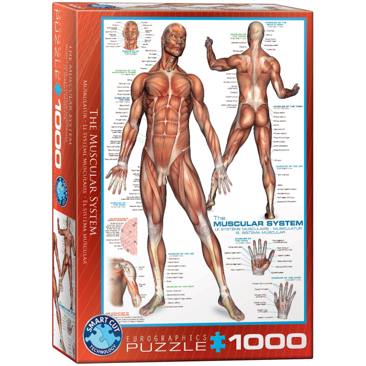 Könyv Puzzle 1000 The Muscular System 6000-2015 