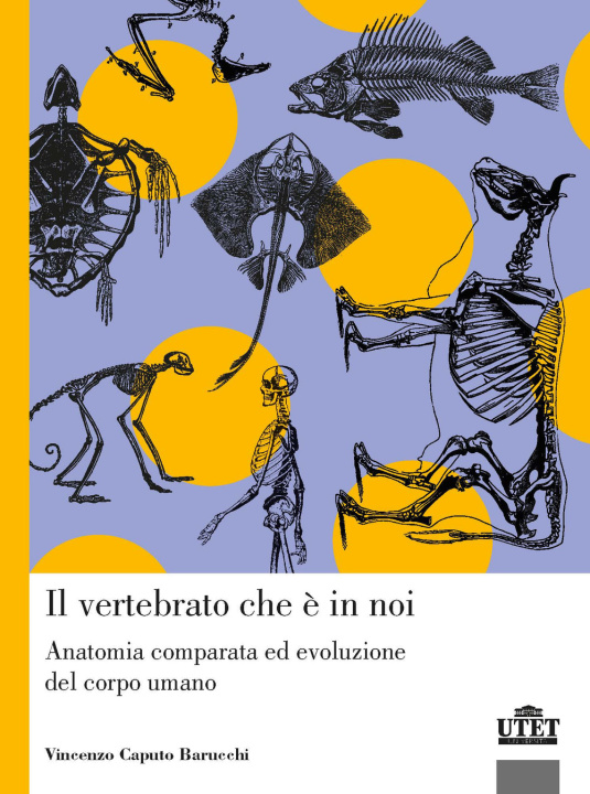 Книга vertebrato che è in noi. Anatomia comparata ed evoluzione del corpo umano Vincenzo Caputo Barucchi