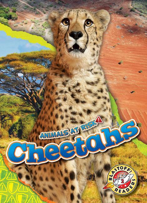 Kniha Cheetahs 