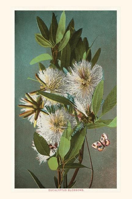 Könyv The Vintage Journal Eucalyptus Blossoms 